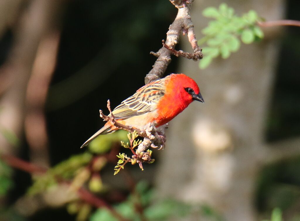 Red Fody male adult transition