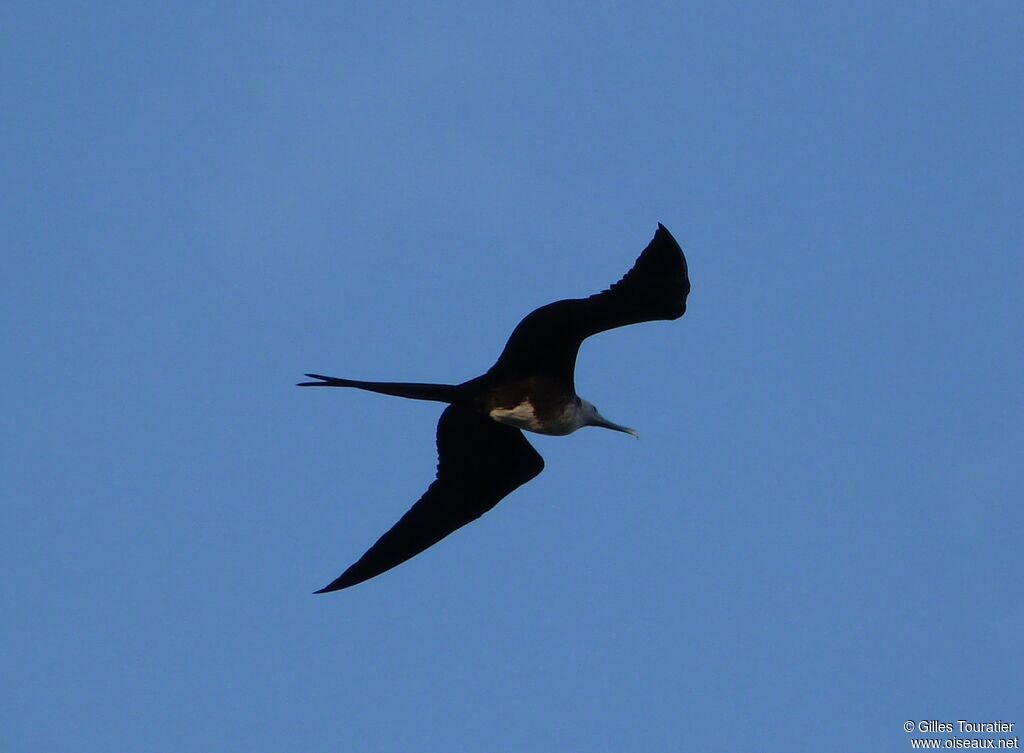 Magnificent Frigatebird