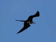 Magnificent Frigatebird