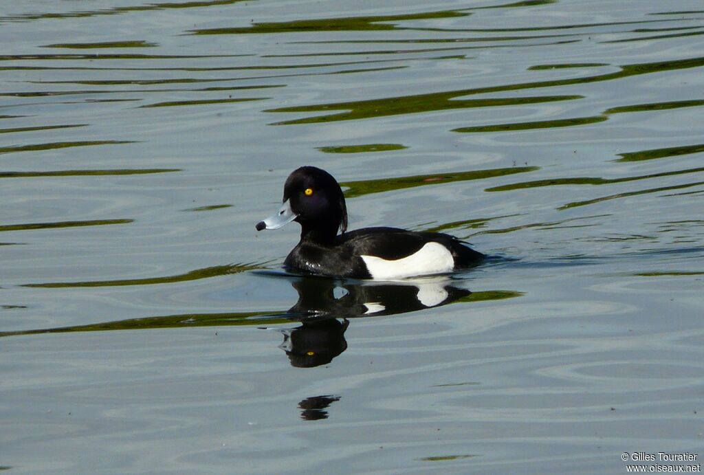 Tufted Duck male adult