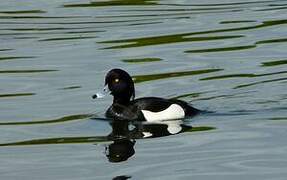 Tufted Duck