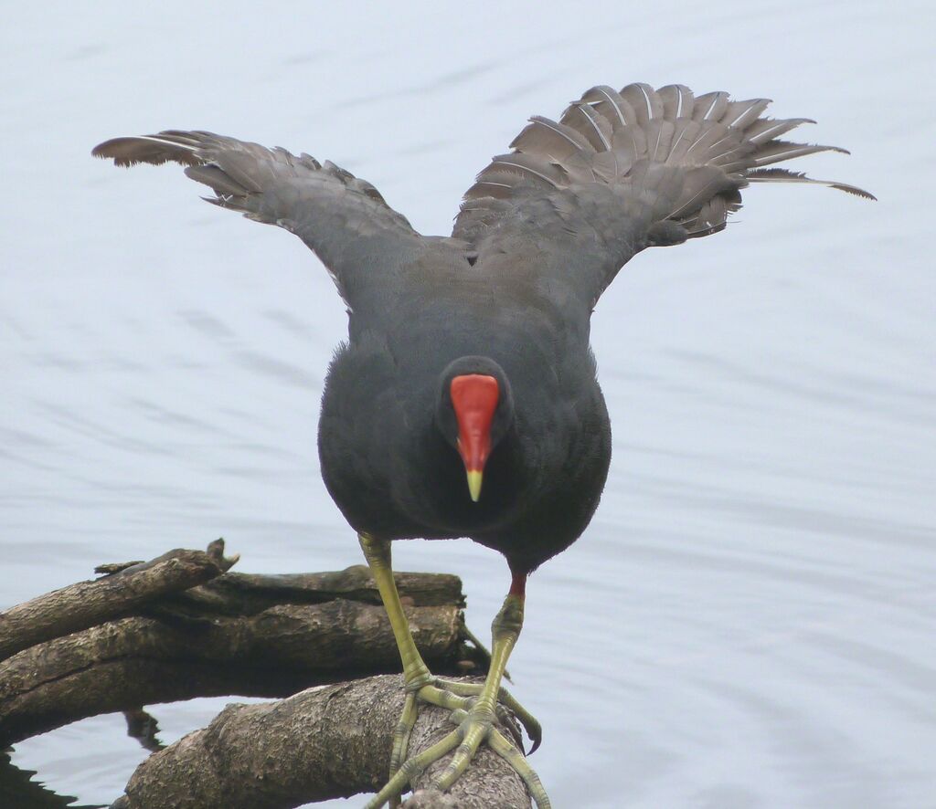 Gallinule d'Amérique