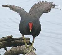 Gallinule d'Amérique