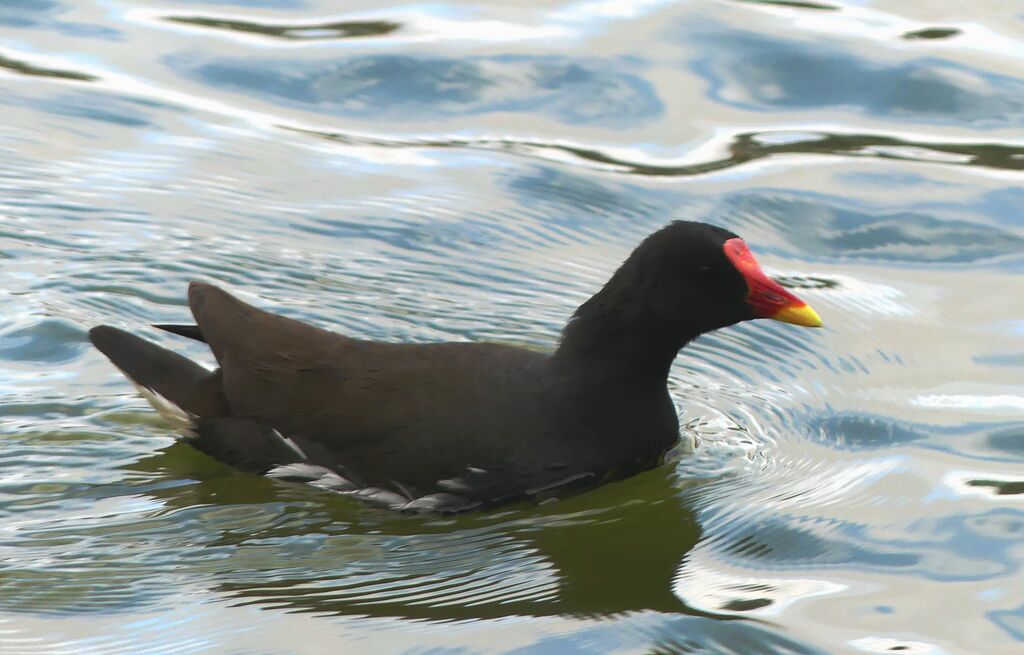 Common Moorhen