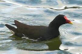 Common Moorhen