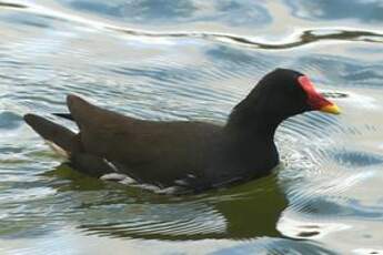 Gallinule poule-d'eau