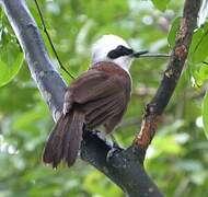 White-crested Laughingthrush