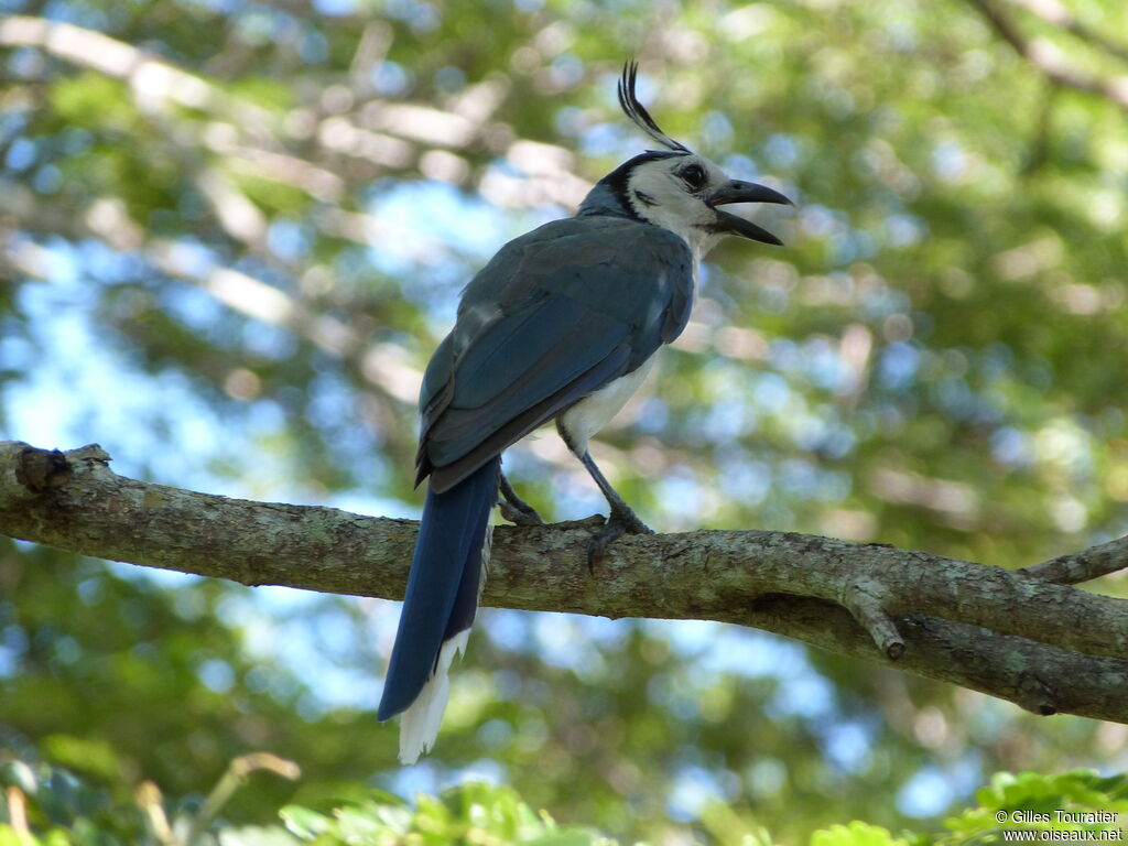 White-throated Magpie-Jay