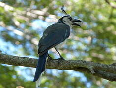 White-throated Magpie-Jay