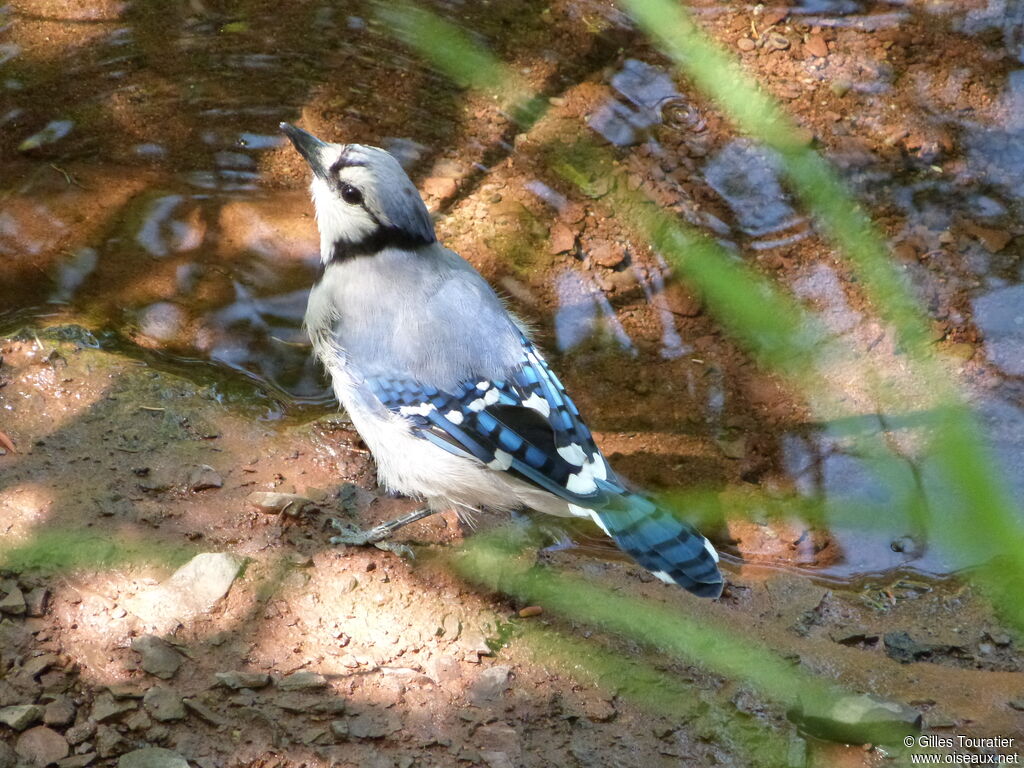 Blue Jay