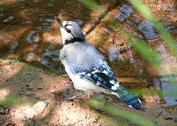 Blue Jay