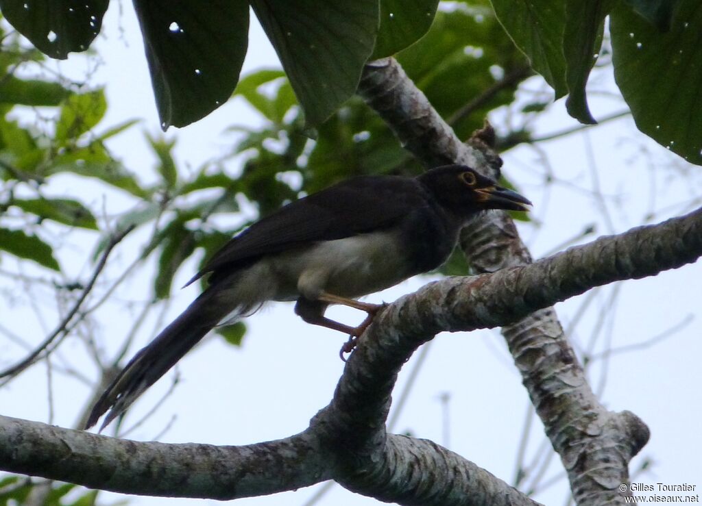 Brown Jay