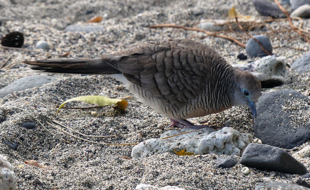 Zebra Dove