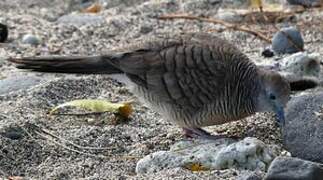 Zebra Dove