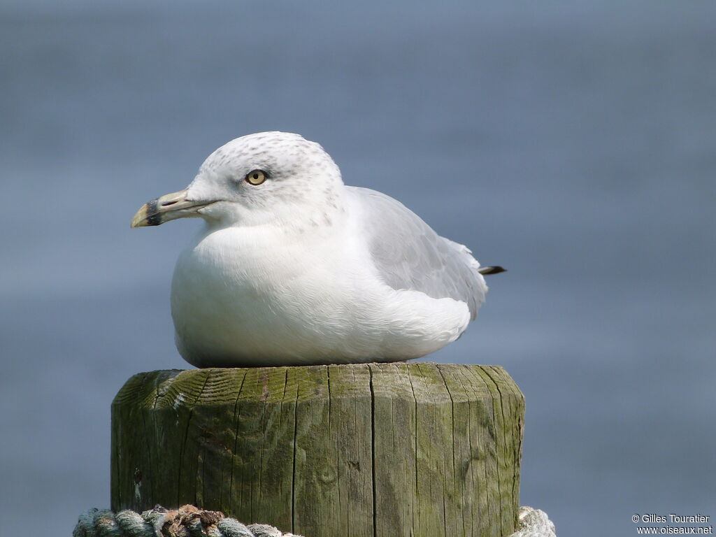 Ring-billed Gull