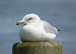 Ring-billed Gull