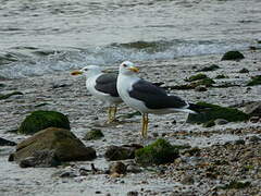 Lesser Black-backed Gull