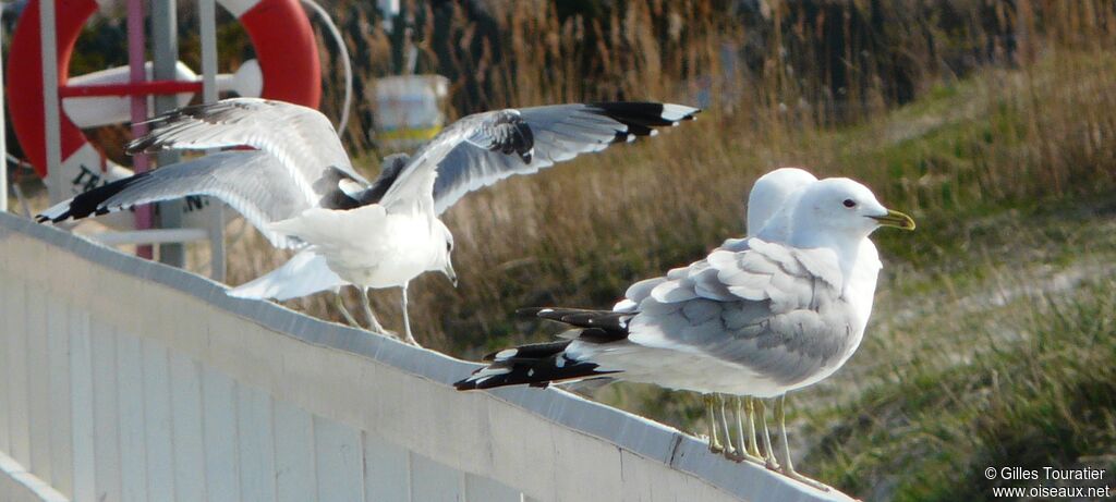 Common Gull