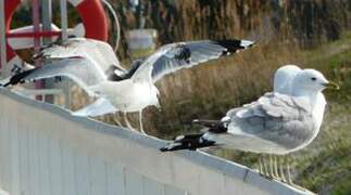 Common Gull