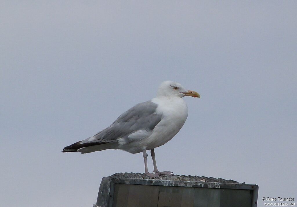 Goéland d'Amérique