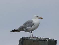 American Herring Gull