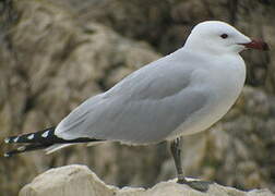 Audouin's Gull