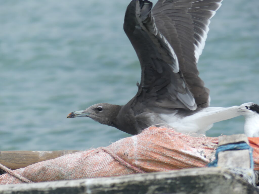 Sooty Gull