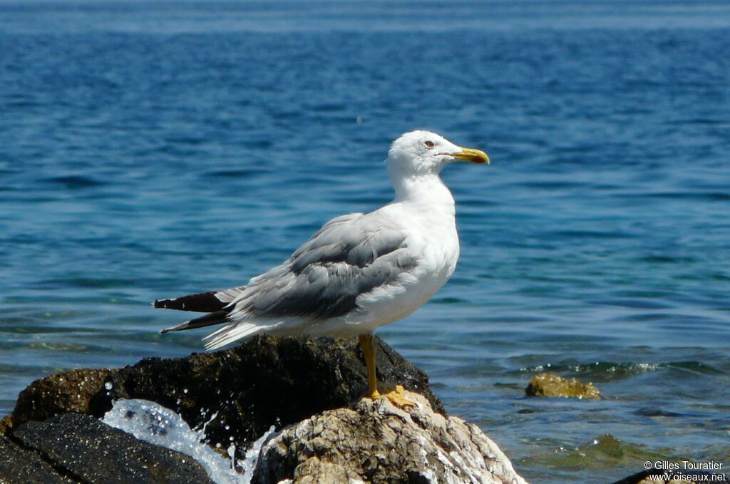 Yellow-legged Gull