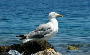 Yellow-legged Gull