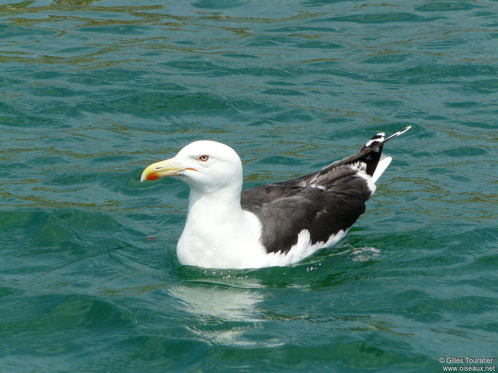 Great Black-backed Gull