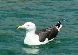 Great Black-backed Gull