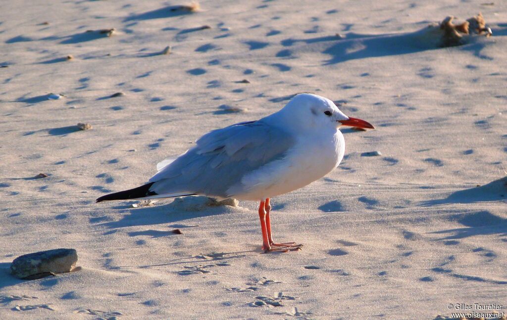 Slender-billed Gull