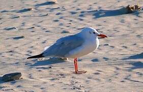 Slender-billed Gull