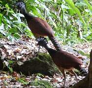 Great Curassow