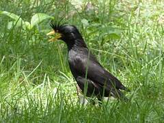 Great Myna