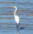 Grande Aigrette