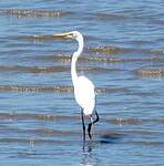 Grande Aigrette