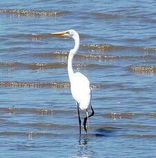 Grande Aigrette