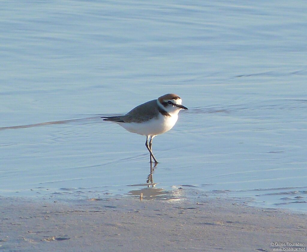 Kentish Plover