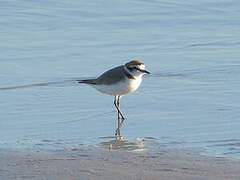 Kentish Plover