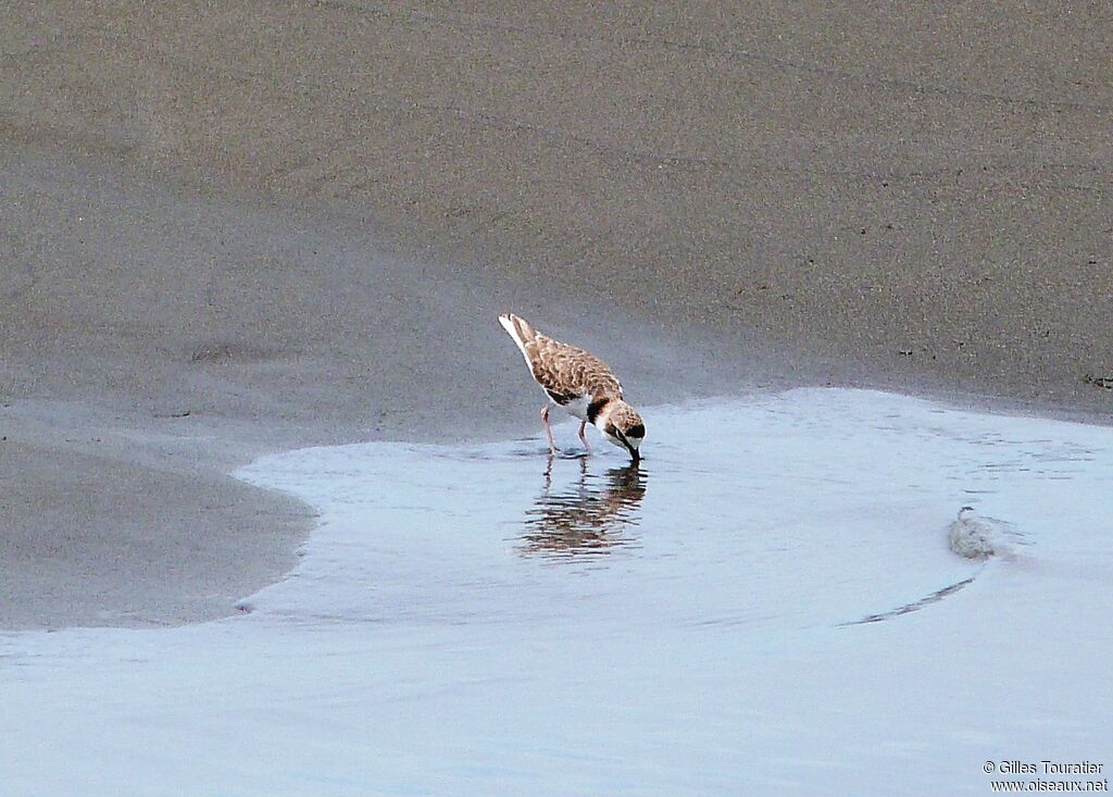 Collared Plover