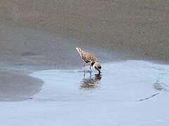 Collared Plover