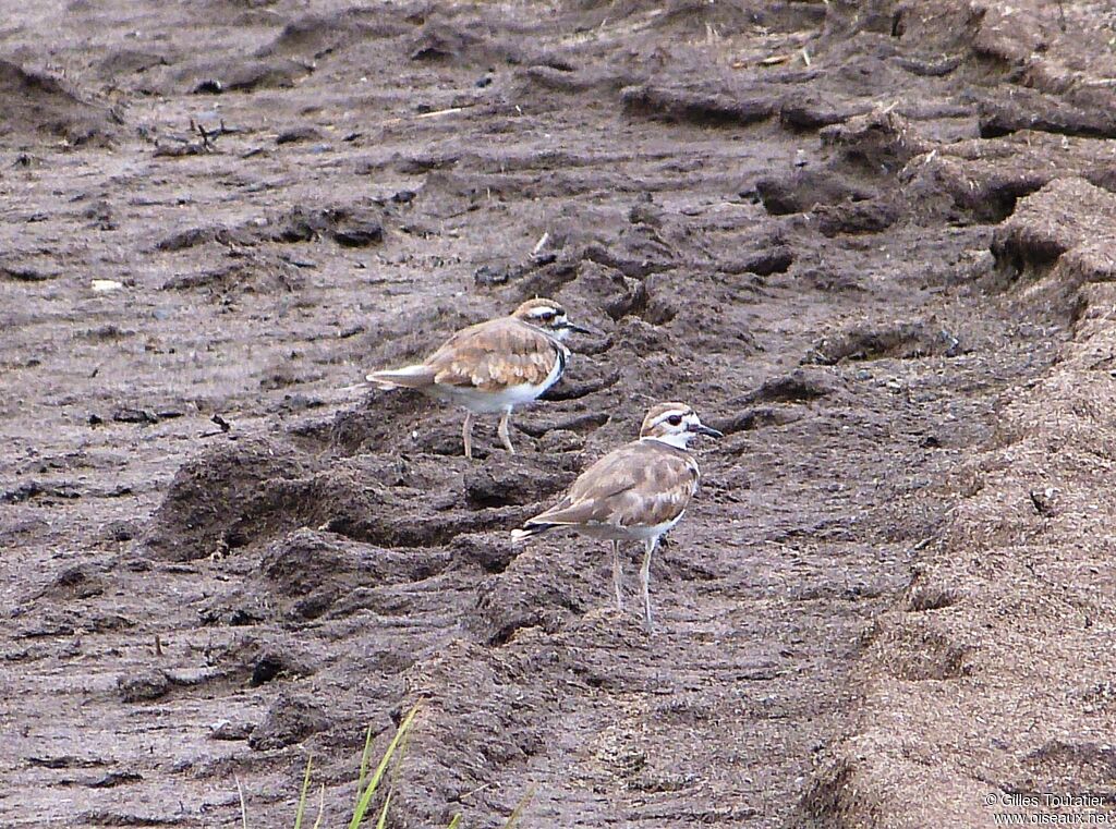 Killdeer