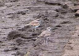 Killdeer