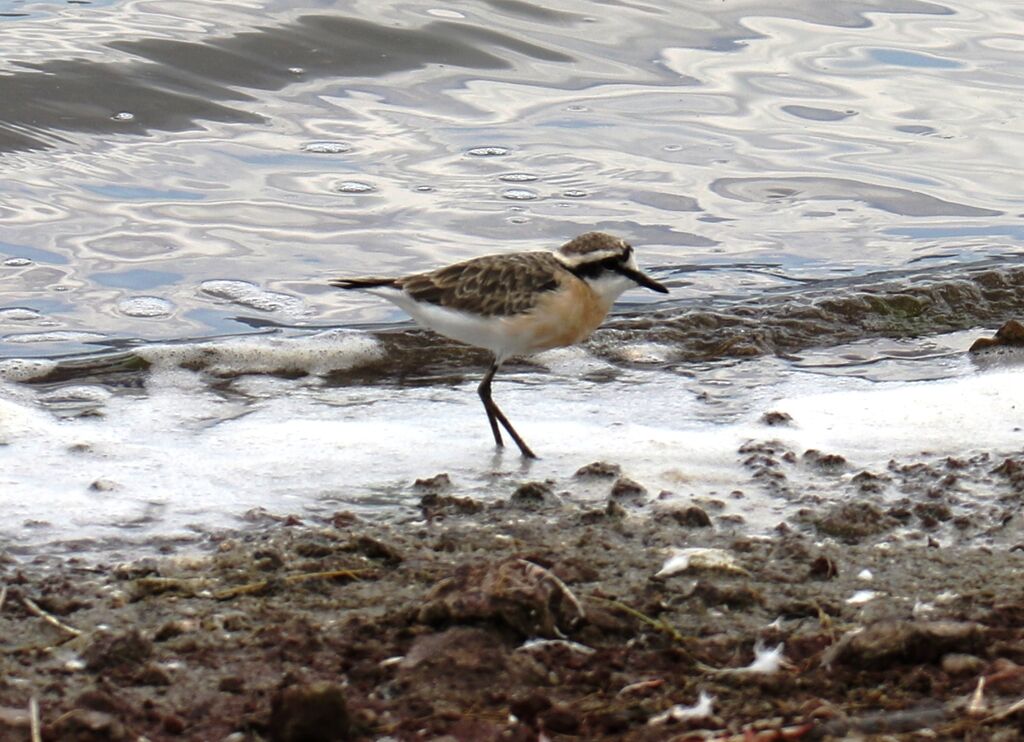 Kittlitz's Plover