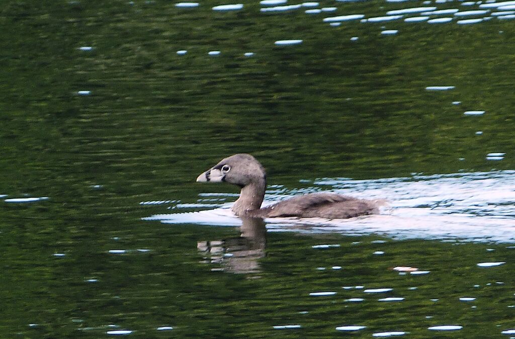 Pied-billed Grebe