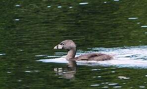 Pied-billed Grebe