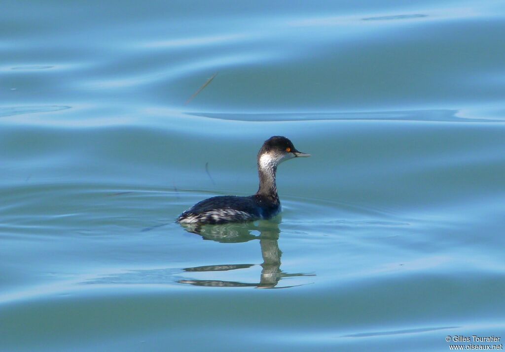 Black-necked Grebe