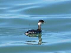 Black-necked Grebe