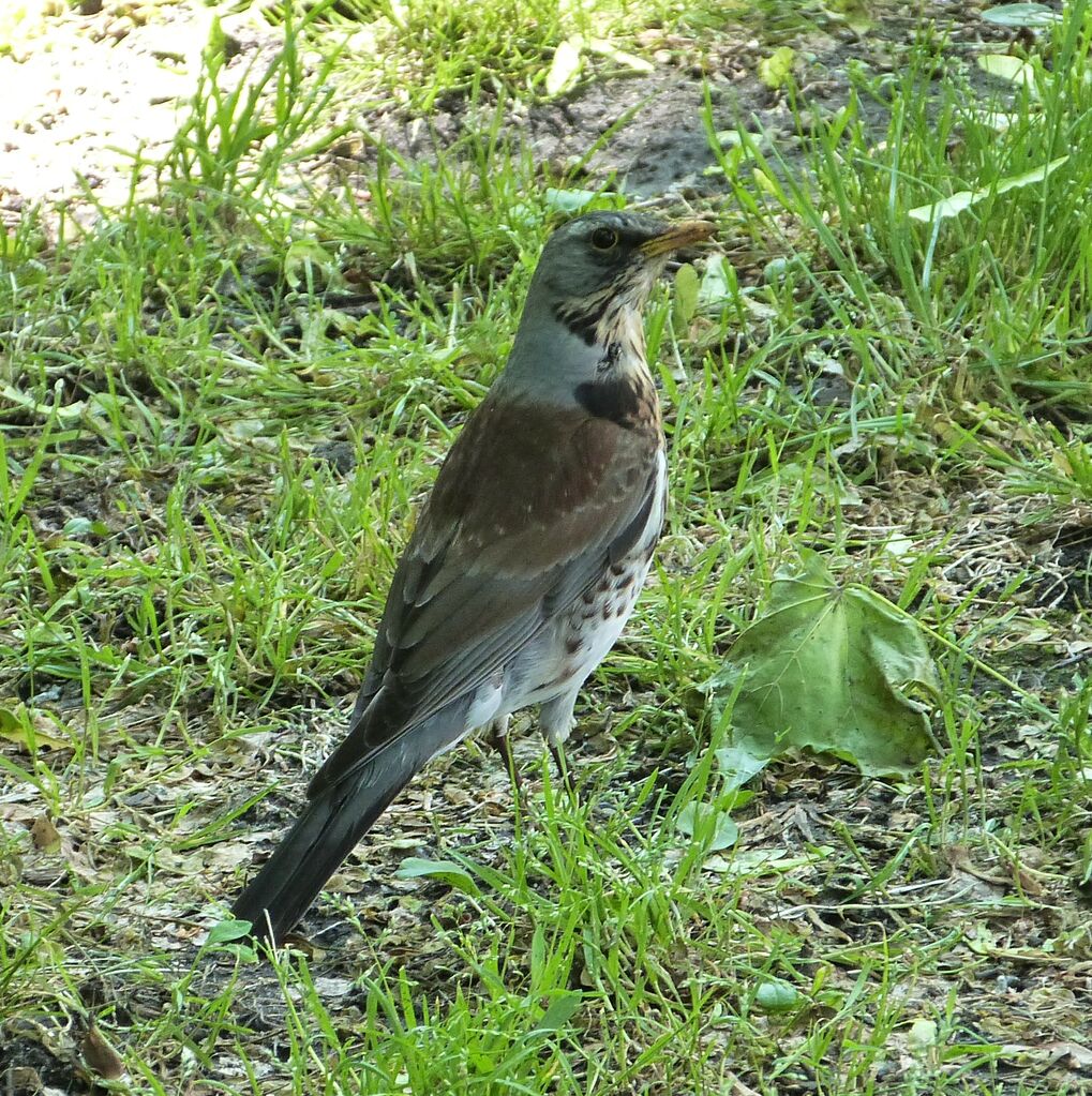 Fieldfare